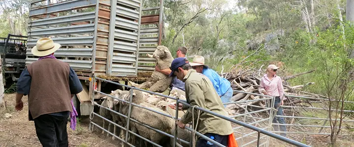 AnimalWrangler2